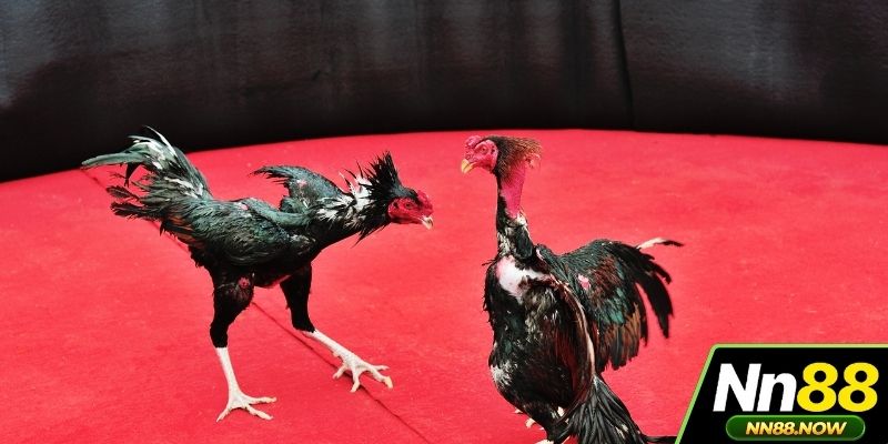 Đá Gà NN88
