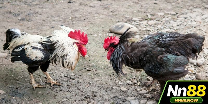 Kinh nghiệm đặt cược chọi kê khôn ngoan nên nhớ kỹ