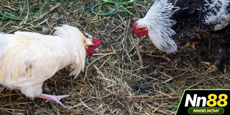 Những thế mạnh làm nên sức hút của đá gà NN88