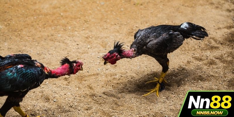 Tìm hiểu chuyên mục đá gà NN88